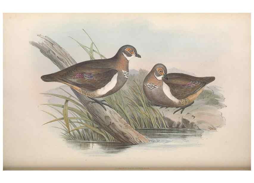 Reproducción/Reproduction 36117899944: The birds of Australia.. London,Printed by R. and J. E. Taylor; pub. by the author,[1840]-48.