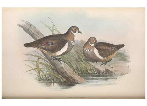 Reproducción/Reproduction 36117899944: The birds of Australia.. London,Printed by R. and J. E. Taylor; pub. by the author,[1840]-48.