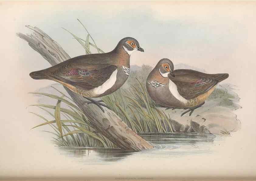 Reproducción/Reproduction 36117899944: The birds of Australia.. London,Printed by R. and J. E. Taylor; pub. by the author,[1840]-48.