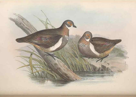 Reproducción/Reproduction 36117899944: The birds of Australia.. London,Printed by R. and J. E. Taylor; pub. by the author,[1840]-48.