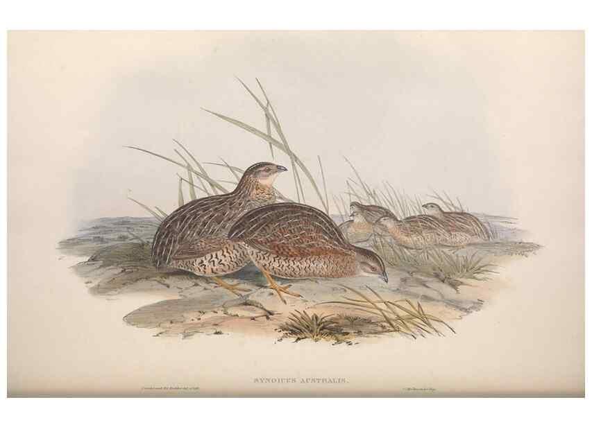 Reproducción/Reproduction 36764850226: The birds of Australia.. London,Printed by R. and J. E. Taylor; pub. by the author,[1840]-48.