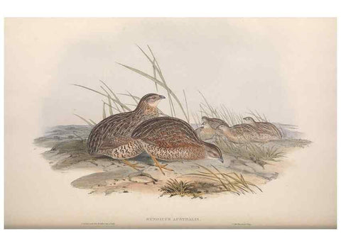 Reproducción/Reproduction 36764850226: The birds of Australia.. London,Printed by R. and J. E. Taylor; pub. by the author,[1840]-48.