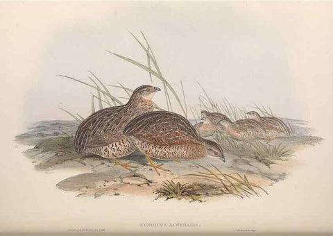 Reproducción/Reproduction 36764850226: The birds of Australia.. London,Printed by R. and J. E. Taylor; pub. by the author,[1840]-48.