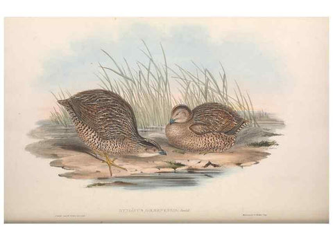Reproducción/Reproduction 36764851186: The birds of Australia.. London,Printed by R. and J. E. Taylor; pub. by the author,[1840]-48.