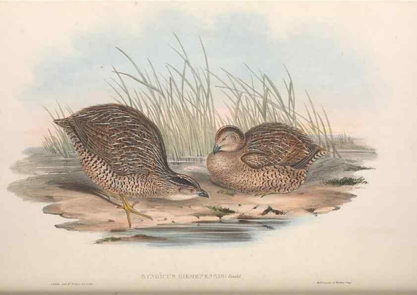Reproducción/Reproduction 36764851186: The birds of Australia.. London,Printed by R. and J. E. Taylor; pub. by the author,[1840]-48.