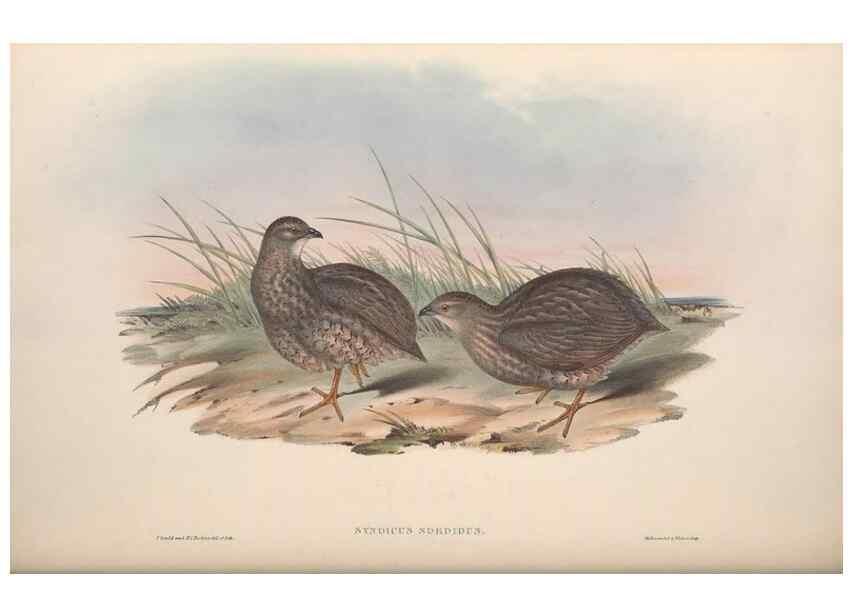 Reproducción/Reproduction 36764852176: The birds of Australia.. London,Printed by R. and J. E. Taylor; pub. by the author,[1840]-48.