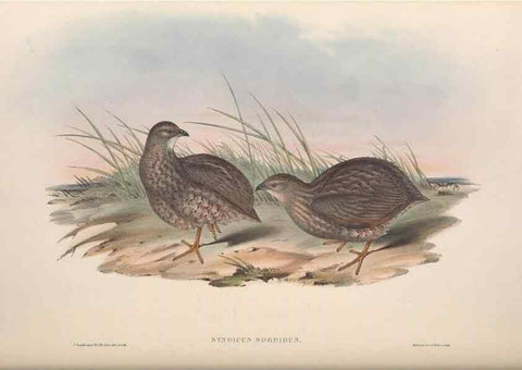 Reproducción/Reproduction 36764852176: The birds of Australia.. London,Printed by R. and J. E. Taylor; pub. by the author,[1840]-48.