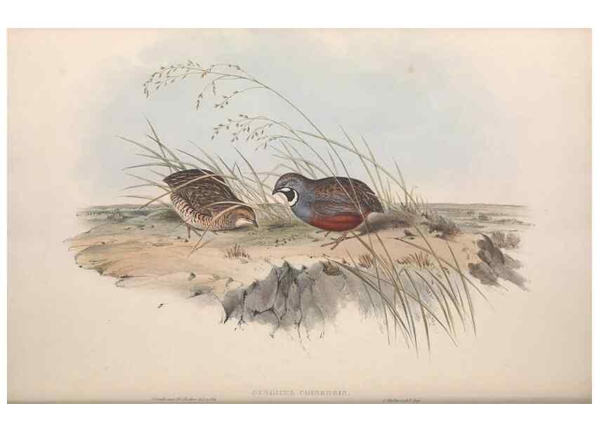 Reproducción/Reproduction 36764853196: The birds of Australia.. London,Printed by R. and J. E. Taylor; pub. by the author,[1840]-48.