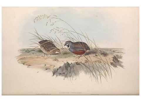 Reproducción/Reproduction 36764853196: The birds of Australia.. London,Printed by R. and J. E. Taylor; pub. by the author,[1840]-48.