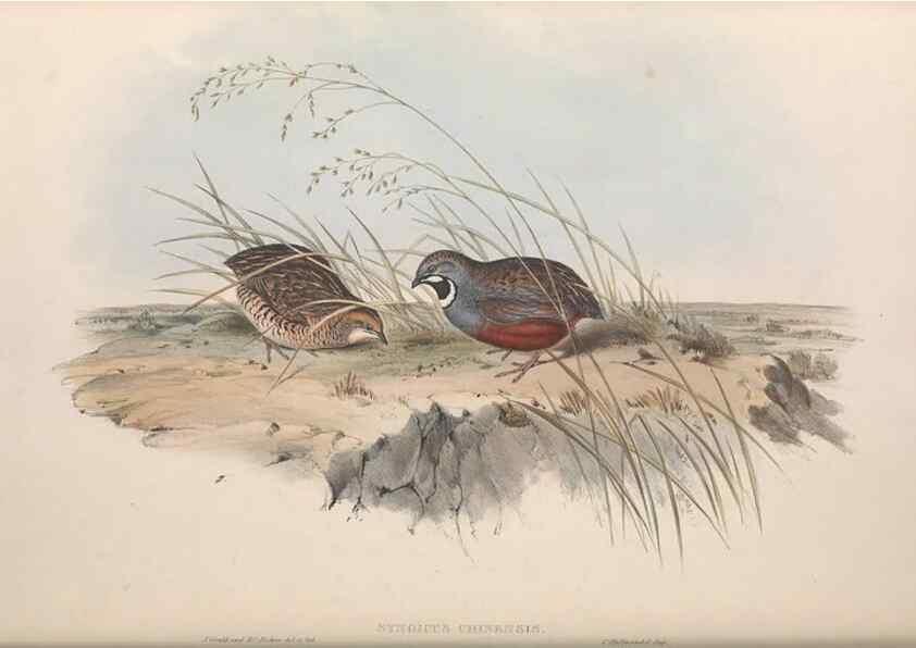 Reproducción/Reproduction 36764853196: The birds of Australia.. London,Printed by R. and J. E. Taylor; pub. by the author,[1840]-48.