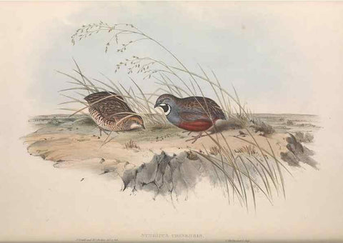 Reproducción/Reproduction 36764853196: The birds of Australia.. London,Printed by R. and J. E. Taylor; pub. by the author,[1840]-48.