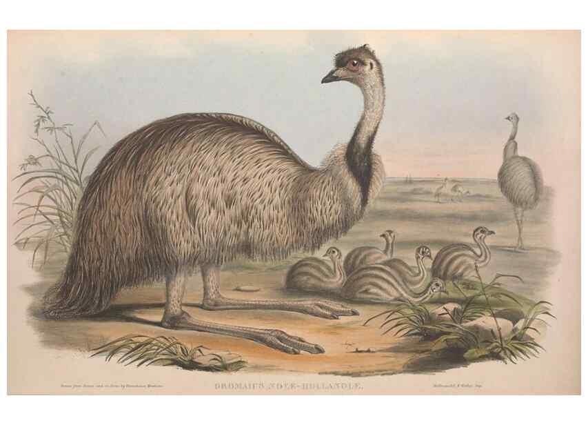 Reproducción/Reproduction 36764938246: The birds of Australia.. London,Printed by R. and J. E. Taylor; pub. by the author,[1840]-48.