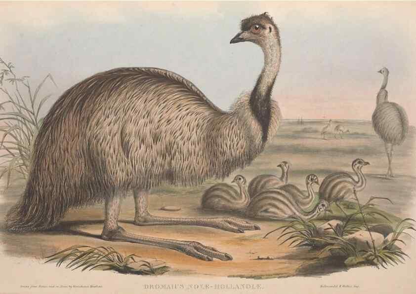 Reproducción/Reproduction 36764938246: The birds of Australia.. London,Printed by R. and J. E. Taylor; pub. by the author,[1840]-48.
