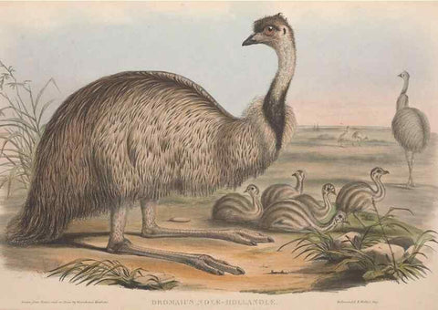 Reproducción/Reproduction 36764938246: The birds of Australia.. London,Printed by R. and J. E. Taylor; pub. by the author,[1840]-48.