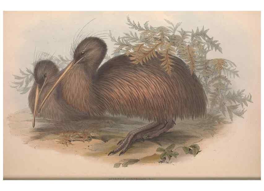 Reproducción/Reproduction 36764941336: The birds of Australia.. London,Printed by R. and J. E. Taylor; pub. by the author,[1840]-48.