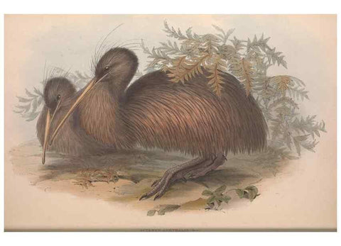 Reproducción/Reproduction 36764941336: The birds of Australia.. London,Printed by R. and J. E. Taylor; pub. by the author,[1840]-48.