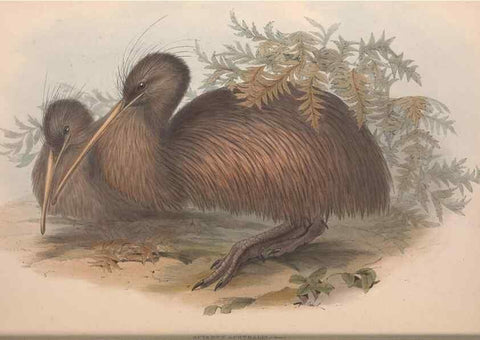 Reproducción/Reproduction 36764941336: The birds of Australia.. London,Printed by R. and J. E. Taylor; pub. by the author,[1840]-48.