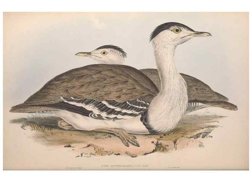 Reproducción/Reproduction 36764947576: The birds of Australia.. London,Printed by R. and J. E. Taylor; pub. by the author,[1840]-48.