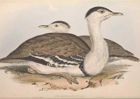 Reproducción/Reproduction 36764947576: The birds of Australia.. London,Printed by R. and J. E. Taylor; pub. by the author,[1840]-48.