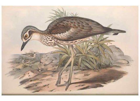 Reproducción/Reproduction 36556388870: The birds of Australia.. London,Printed by R. and J. E. Taylor; pub. by the author,[1840]-48.