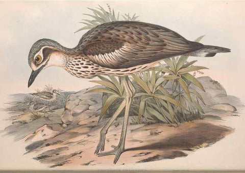 Reproducción/Reproduction 36556388870: The birds of Australia.. London,Printed by R. and J. E. Taylor; pub. by the author,[1840]-48.