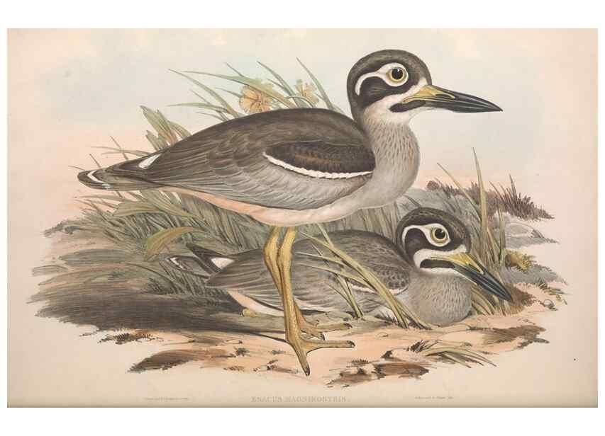 Reproducción/Reproduction 36556390050: The birds of Australia.. London,Printed by R. and J. E. Taylor; pub. by the author,[1840]-48.
