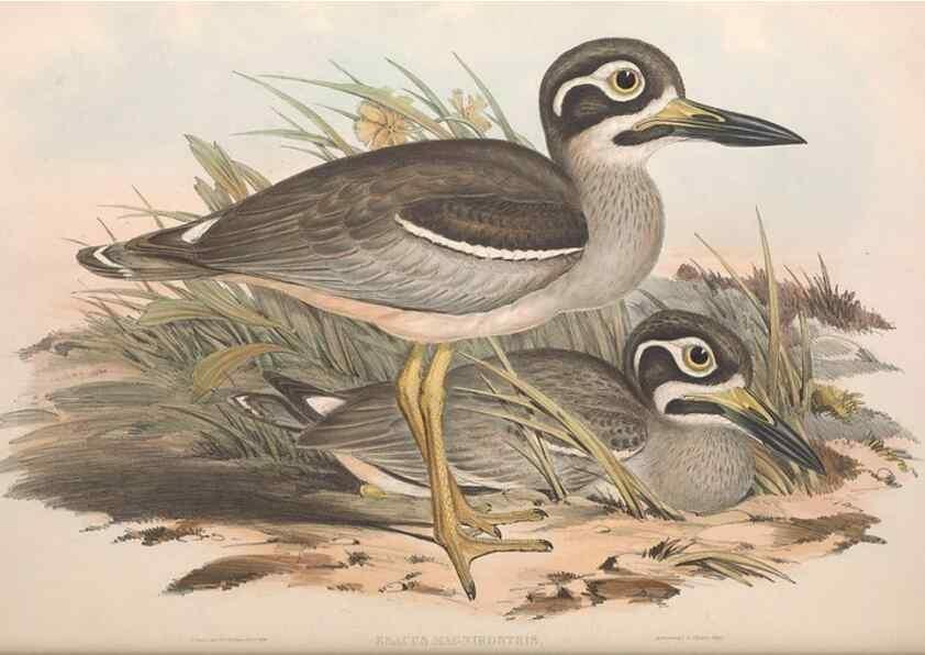 Reproducción/Reproduction 36556390050: The birds of Australia.. London,Printed by R. and J. E. Taylor; pub. by the author,[1840]-48.