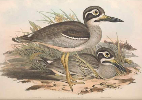 Reproducción/Reproduction 36556390050: The birds of Australia.. London,Printed by R. and J. E. Taylor; pub. by the author,[1840]-48.
