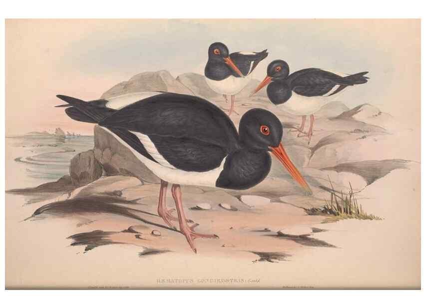 Reproducción/Reproduction 36556391600: The birds of Australia.. London,Printed by R. and J. E. Taylor; pub. by the author,[1840]-48.