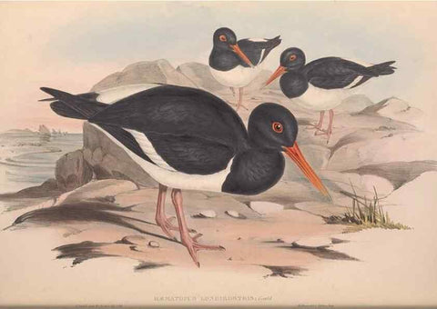 Reproducción/Reproduction 36556391600: The birds of Australia.. London,Printed by R. and J. E. Taylor; pub. by the author,[1840]-48.