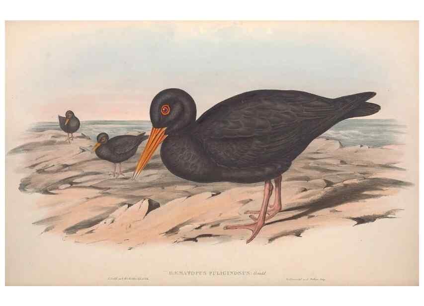 Reproducción/Reproduction 36556392920: The birds of Australia.. London,Printed by R. and J. E. Taylor; pub. by the author,[1840]-48.