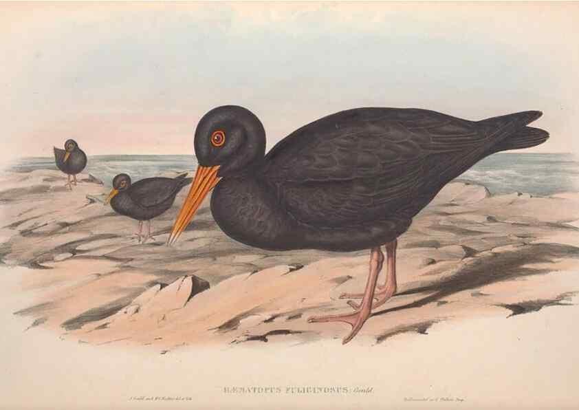 Reproducción/Reproduction 36556392920: The birds of Australia.. London,Printed by R. and J. E. Taylor; pub. by the author,[1840]-48.