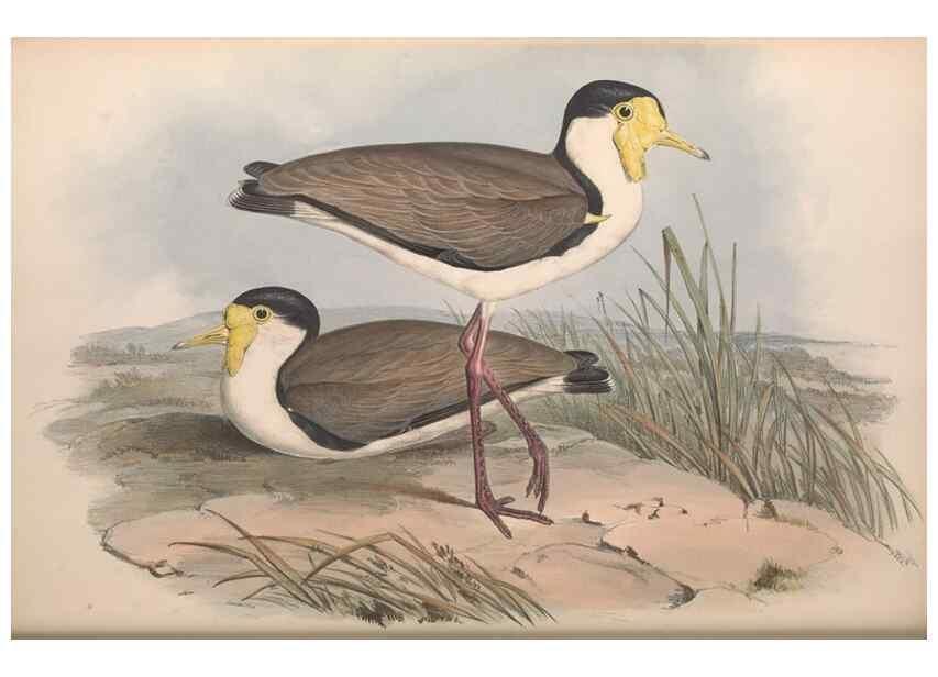 Reproducción/Reproduction 36556394570: The birds of Australia.. London,Printed by R. and J. E. Taylor; pub. by the author,[1840]-48.