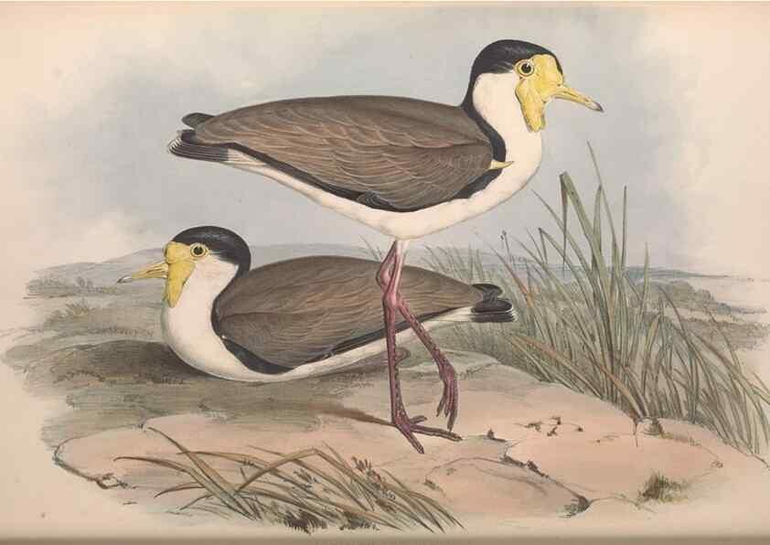 Reproducción/Reproduction 36556394570: The birds of Australia.. London,Printed by R. and J. E. Taylor; pub. by the author,[1840]-48.