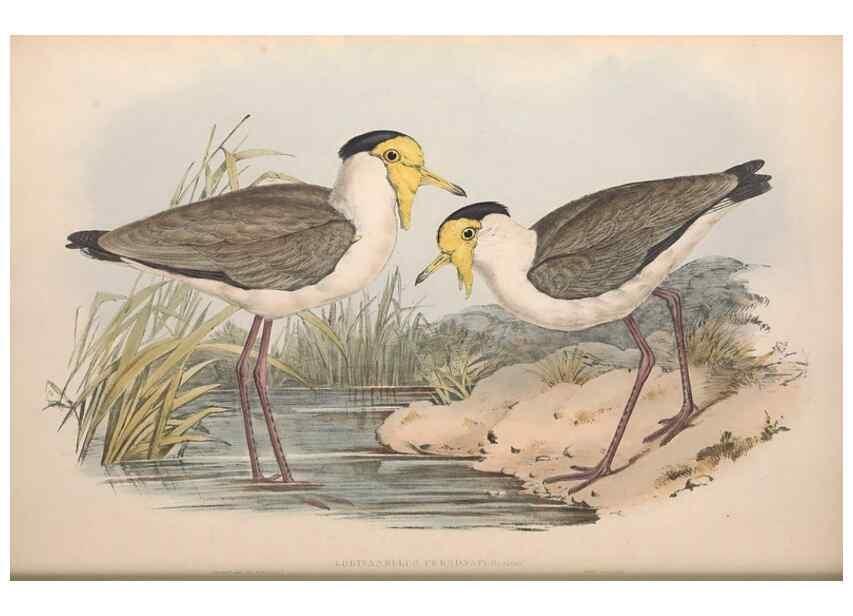 Reproducción/Reproduction 36556396120: The birds of Australia.. London,Printed by R. and J. E. Taylor; pub. by the author,[1840]-48.
