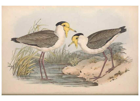 Reproducción/Reproduction 36556396120: The birds of Australia.. London,Printed by R. and J. E. Taylor; pub. by the author,[1840]-48.