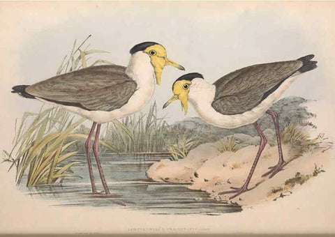 Reproducción/Reproduction 36556396120: The birds of Australia.. London,Printed by R. and J. E. Taylor; pub. by the author,[1840]-48.