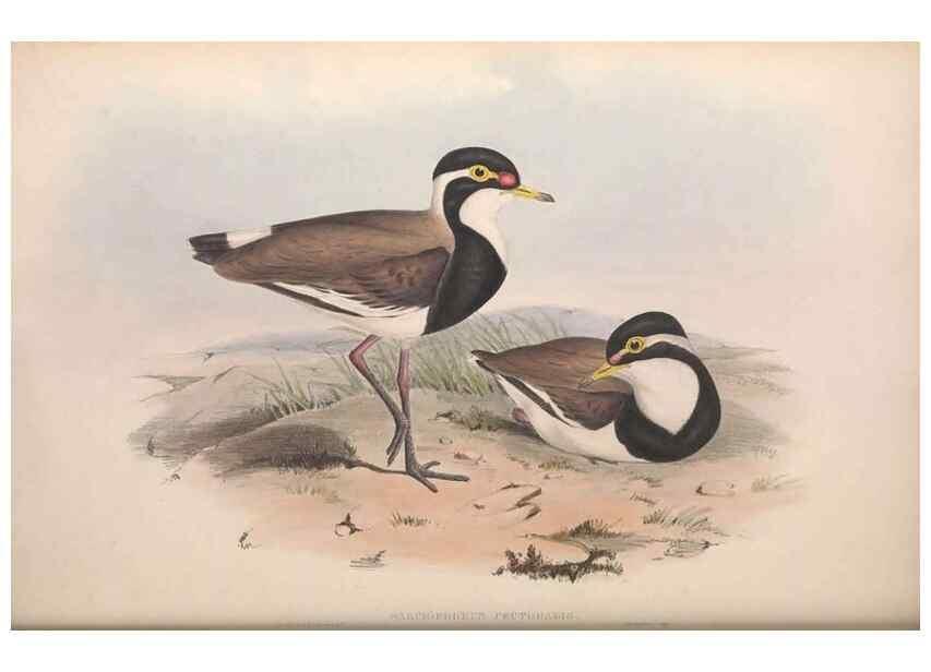Reproducción/Reproduction 36556396930: The birds of Australia.. London,Printed by R. and J. E. Taylor; pub. by the author,[1840]-48.