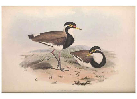 Reproducción/Reproduction 36556396930: The birds of Australia.. London,Printed by R. and J. E. Taylor; pub. by the author,[1840]-48.