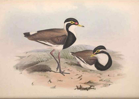 Reproducción/Reproduction 36556396930: The birds of Australia.. London,Printed by R. and J. E. Taylor; pub. by the author,[1840]-48.