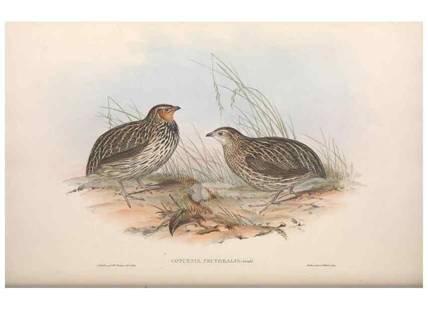 Reproducción/Reproduction 36764848626: The birds of Australia.. London,Printed by R. and J. E. Taylor; pub. by the author,[1840]-48.