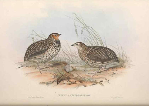 Reproducción/Reproduction 36764848626: The birds of Australia.. London,Printed by R. and J. E. Taylor; pub. by the author,[1840]-48.