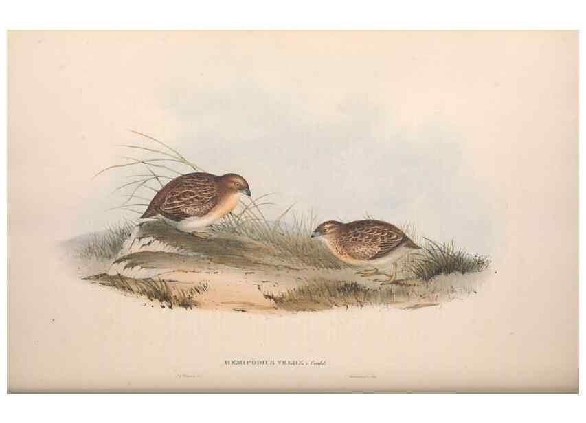 Reproducción/Reproduction 36117925114: The birds of Australia.. London,Printed by R. and J. E. Taylor; pub. by the author,[1840]-48.