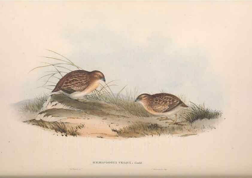 Reproducción/Reproduction 36117925114: The birds of Australia.. London,Printed by R. and J. E. Taylor; pub. by the author,[1840]-48.