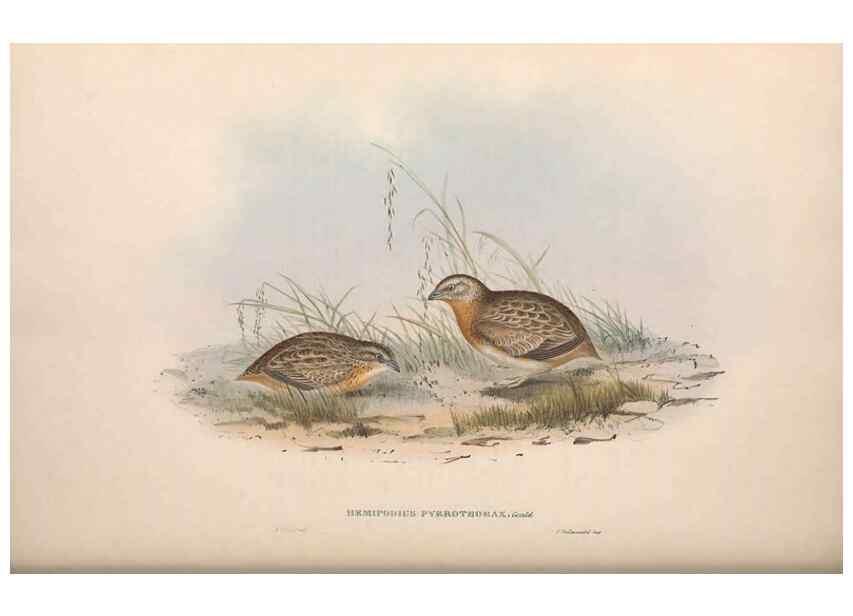 Reproducción/Reproduction 36117923824: The birds of Australia.. London,Printed by R. and J. E. Taylor; pub. by the author,[1840]-48.
