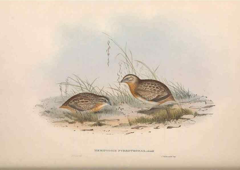 Reproducción/Reproduction 36117923824: The birds of Australia.. London,Printed by R. and J. E. Taylor; pub. by the author,[1840]-48.