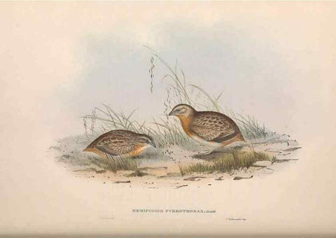 Reproducción/Reproduction 36117923824: The birds of Australia.. London,Printed by R. and J. E. Taylor; pub. by the author,[1840]-48.