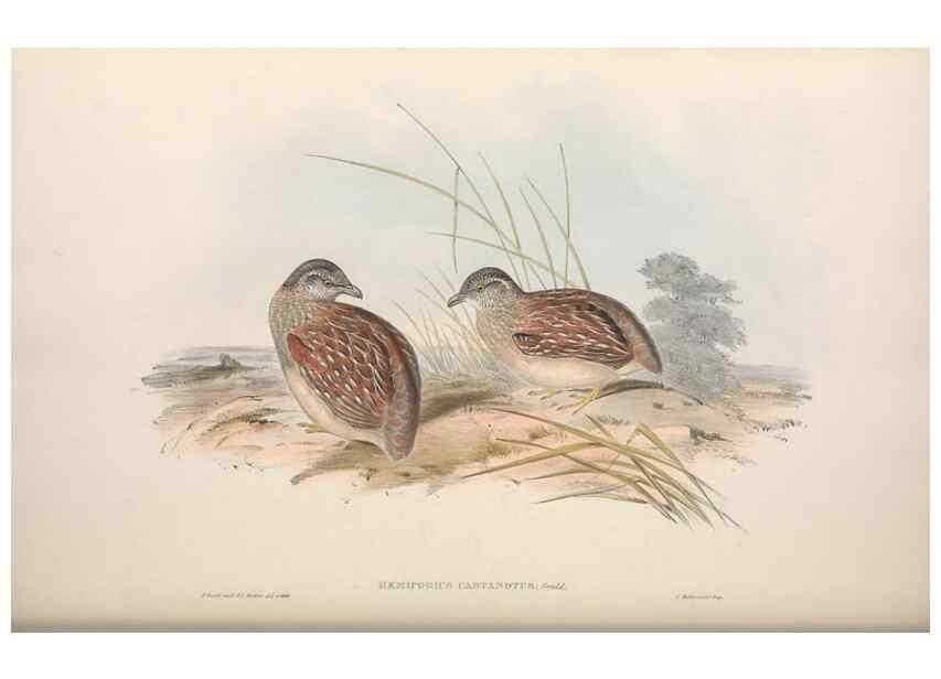 Reproducción/Reproduction 36117922644: The birds of Australia.. London,Printed by R. and J. E. Taylor; pub. by the author,[1840]-48.