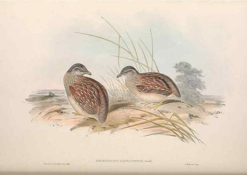 Reproducción/Reproduction 36117922644: The birds of Australia.. London,Printed by R. and J. E. Taylor; pub. by the author,[1840]-48.