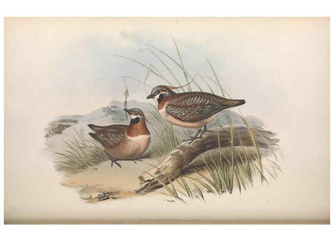 Reproducción/Reproduction 36117900964: The birds of Australia.. London,Printed by R. and J. E. Taylor; pub. by the author,[1840]-48.
